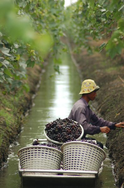 viñedos rodeados de canales en Sian Winery