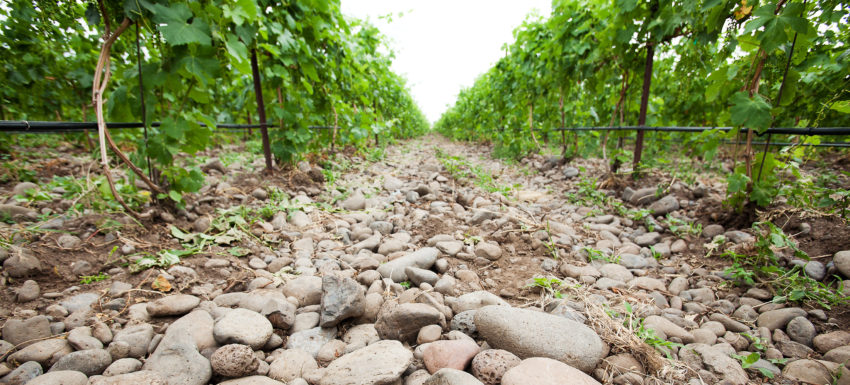 stony vineyard